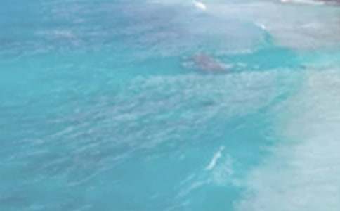 [�Ƽ�]����ԭ�ķ��뼰����