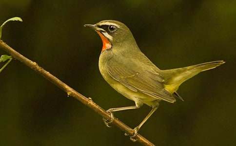 С�ܾ�С��ͼд��