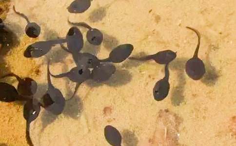 (合集)小蝌蚪找妈妈的故事