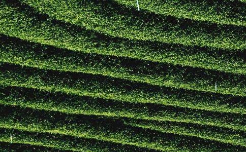 ��һ��Ҷ���������