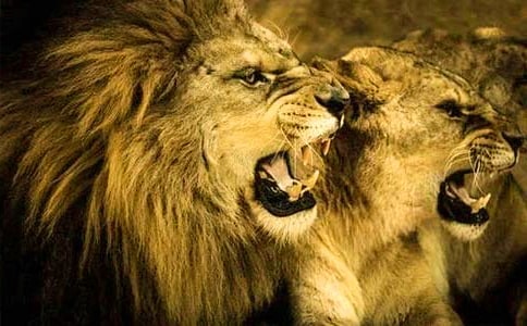 《蚊子和狮子》读后感